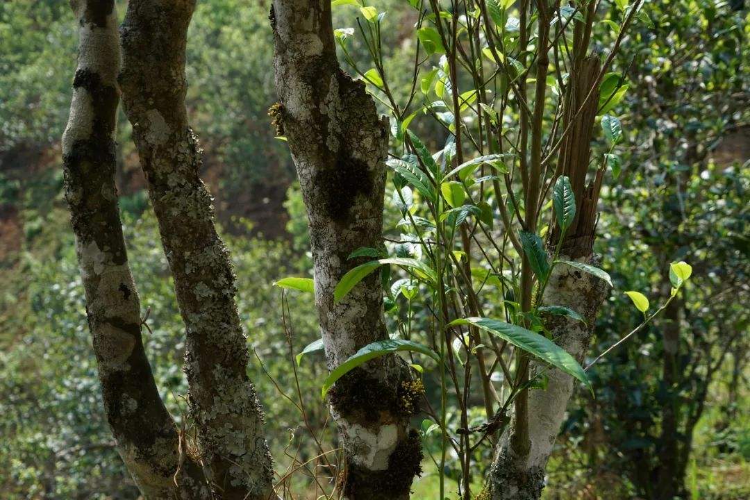 2022年黑水梁子——與你一起，走進茶馬古道的源頭