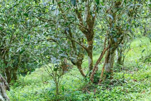 2022年刮風(fēng)寨茶坪古樹春茶口感？