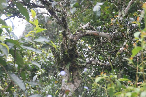 2022年茶氣狂野，香柔蜜韻的刮風(fēng)寨茶坪古樹茶