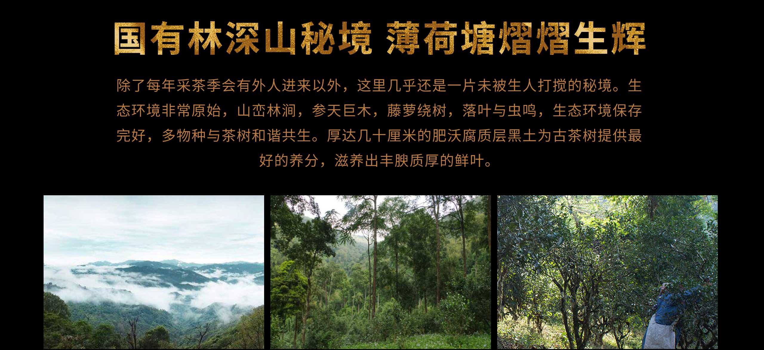 2022年薄荷塘古樹春茶特點？