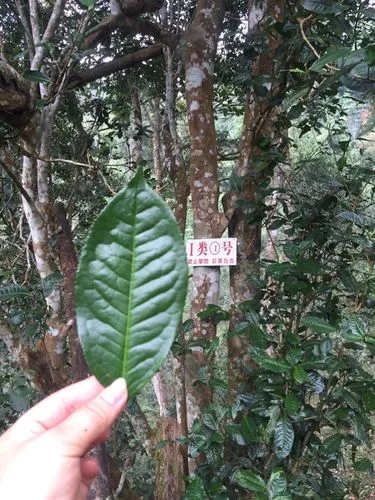 2022年薄荷塘古樹春茶價(jià)格？