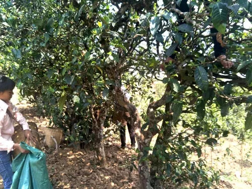 2022年易武張家灣古樹(shù)春茶特點(diǎn)？