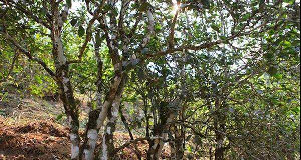 2022年易武張家灣古樹春茶口感？