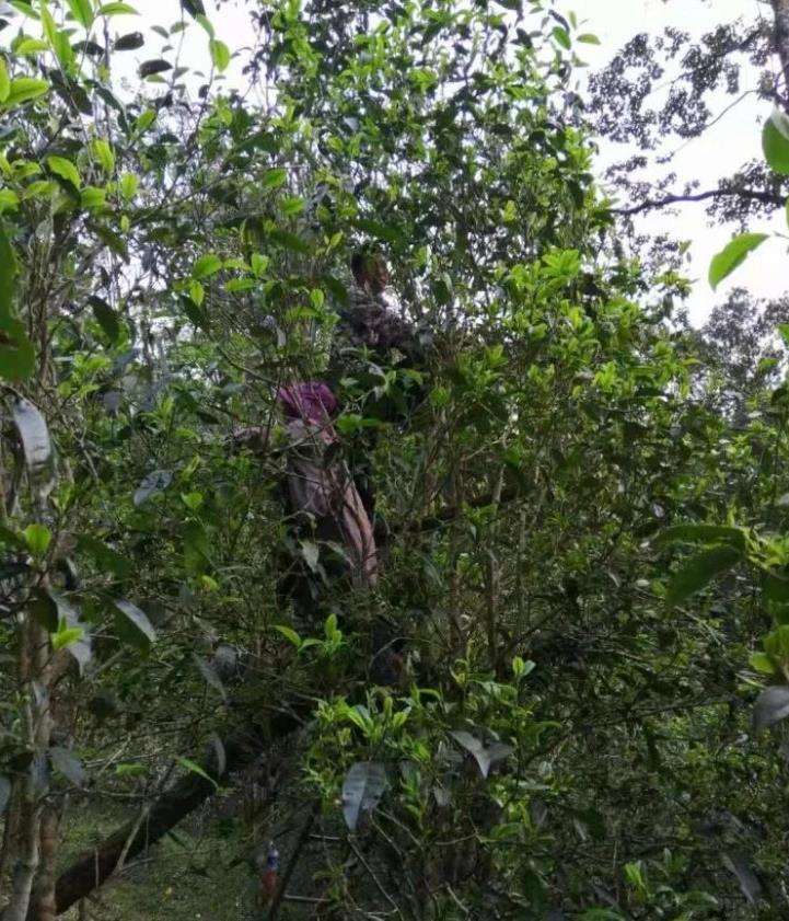 2022年一扇磨古樹春茶特點？