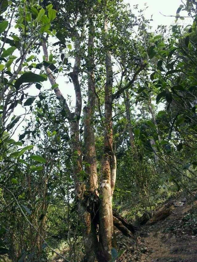 2022年一扇磨古樹春茶口感？