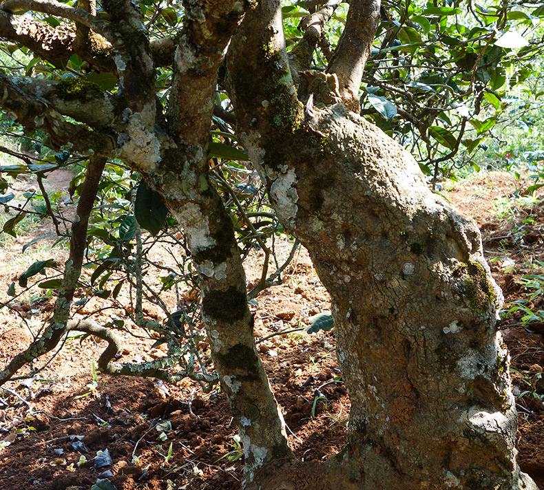 2022年一扇磨山林之息，雨林之味，原始之態(tài)