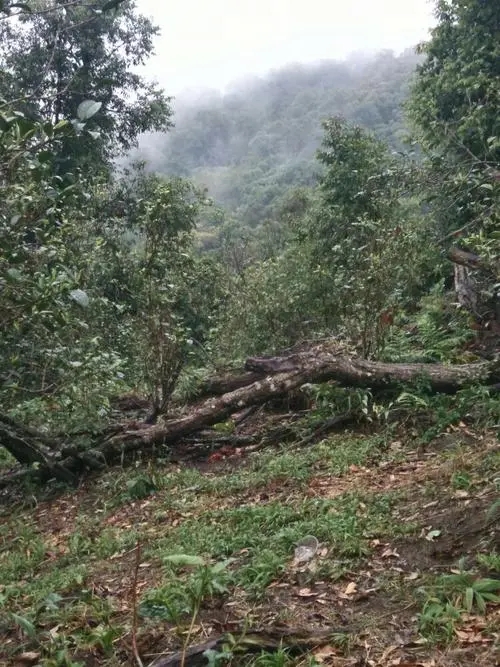 2022年一扇磨古樹春茶價格？