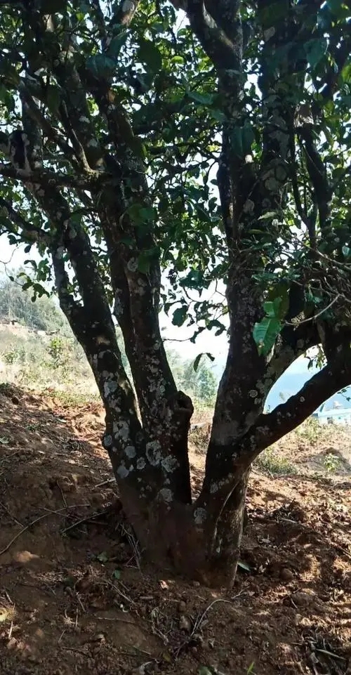 2022年香椿林古樹(shù)春茶多少錢一公斤？