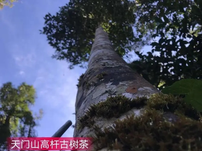 2022年天門山古樹春茶特點？