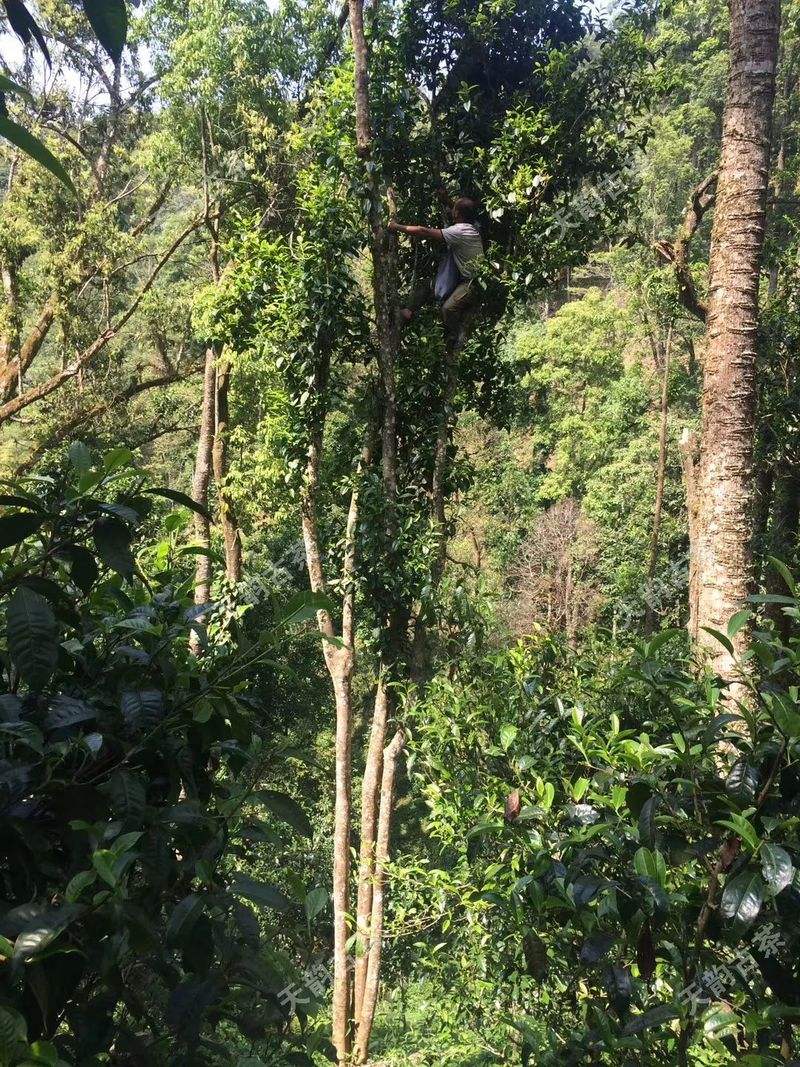 2022年天門山古樹春茶口感？