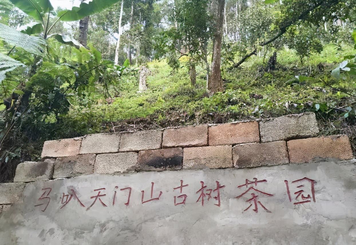 2022年天門山古樹春茶多少錢一公斤？