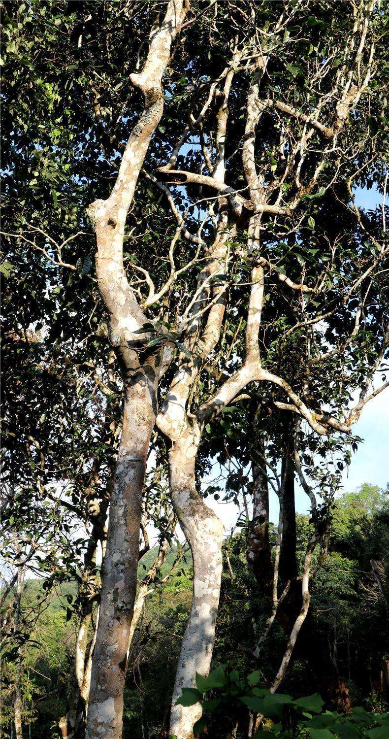 2022年天門山高桿古樹茶，神秘存在的好茶