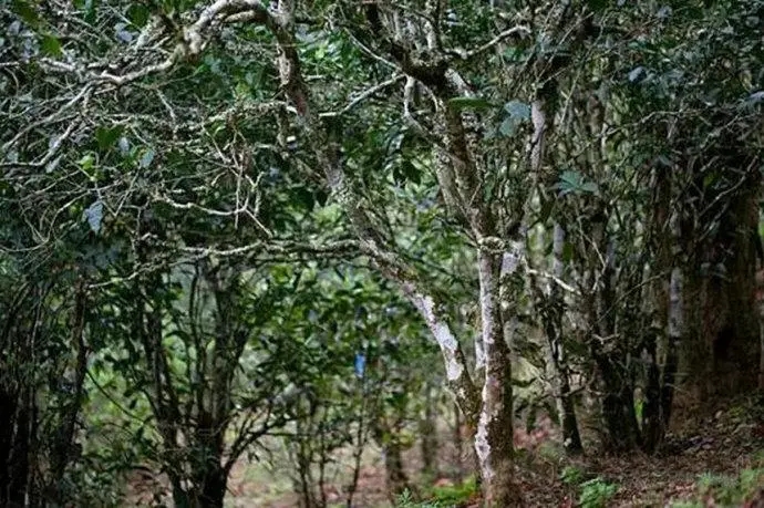 2022年高山寨古樹春茶特點(diǎn)？