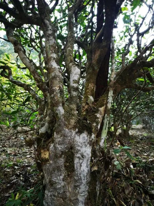 2022年高山寨古樹春茶價格？