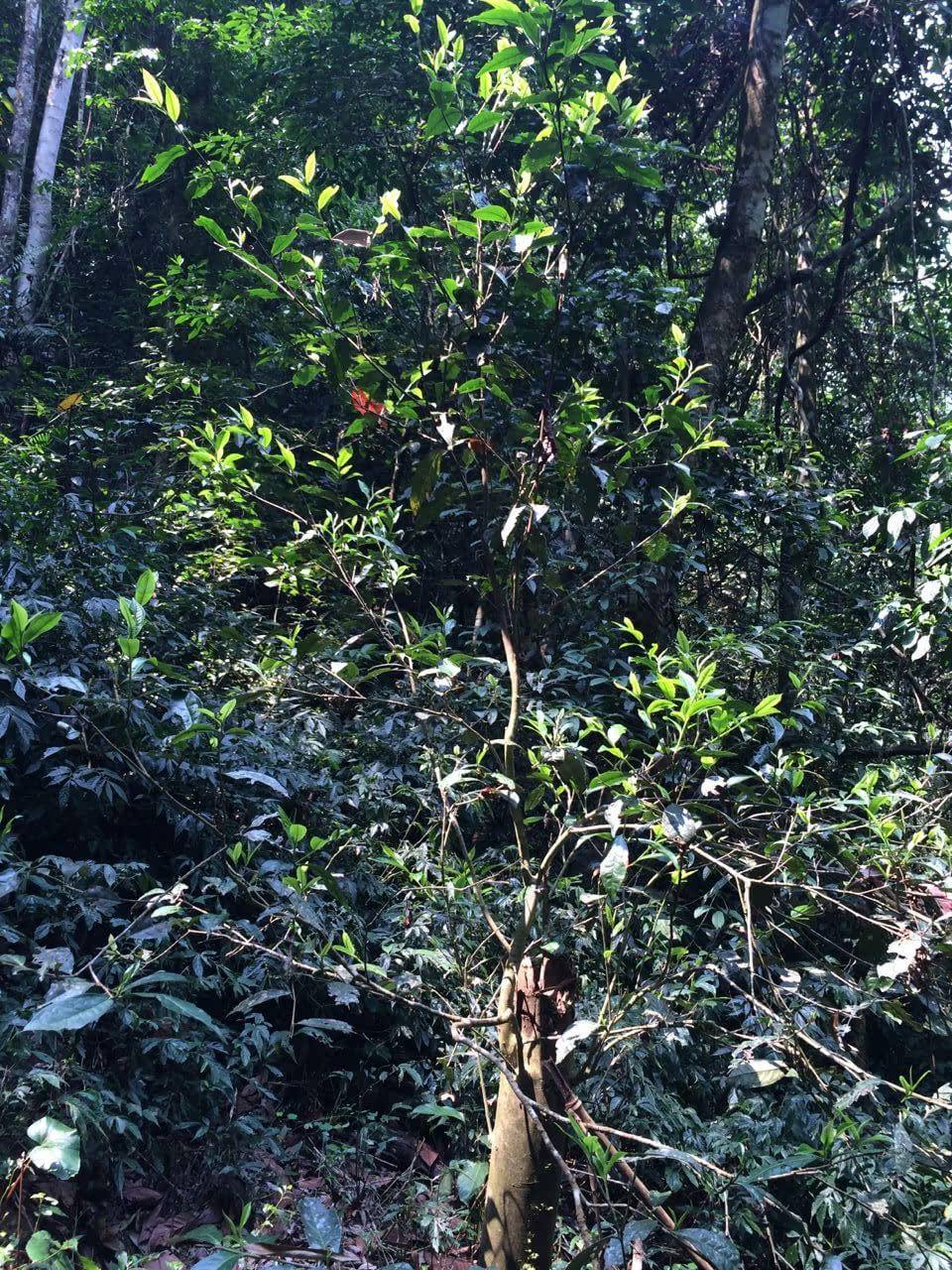 2022年高山寨古樹春茶多少錢一公斤？