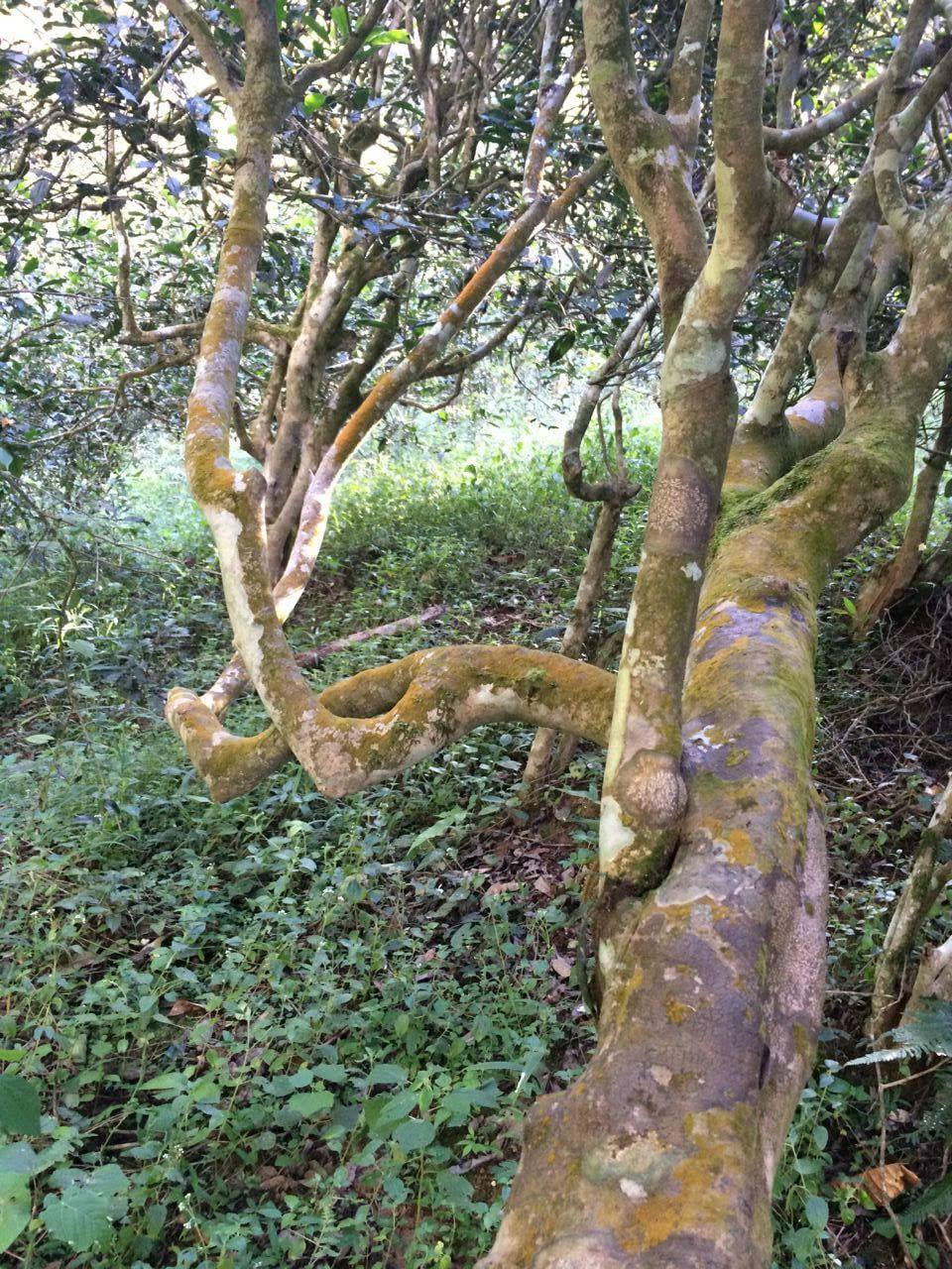 2022年高山寨古樹茶流水意無窮,唯待知音懂