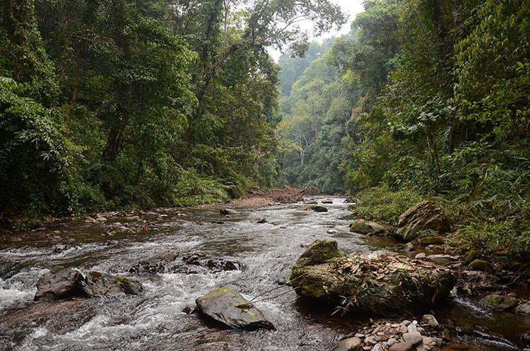 2022年銅箐河古樹春茶特點(diǎn)？