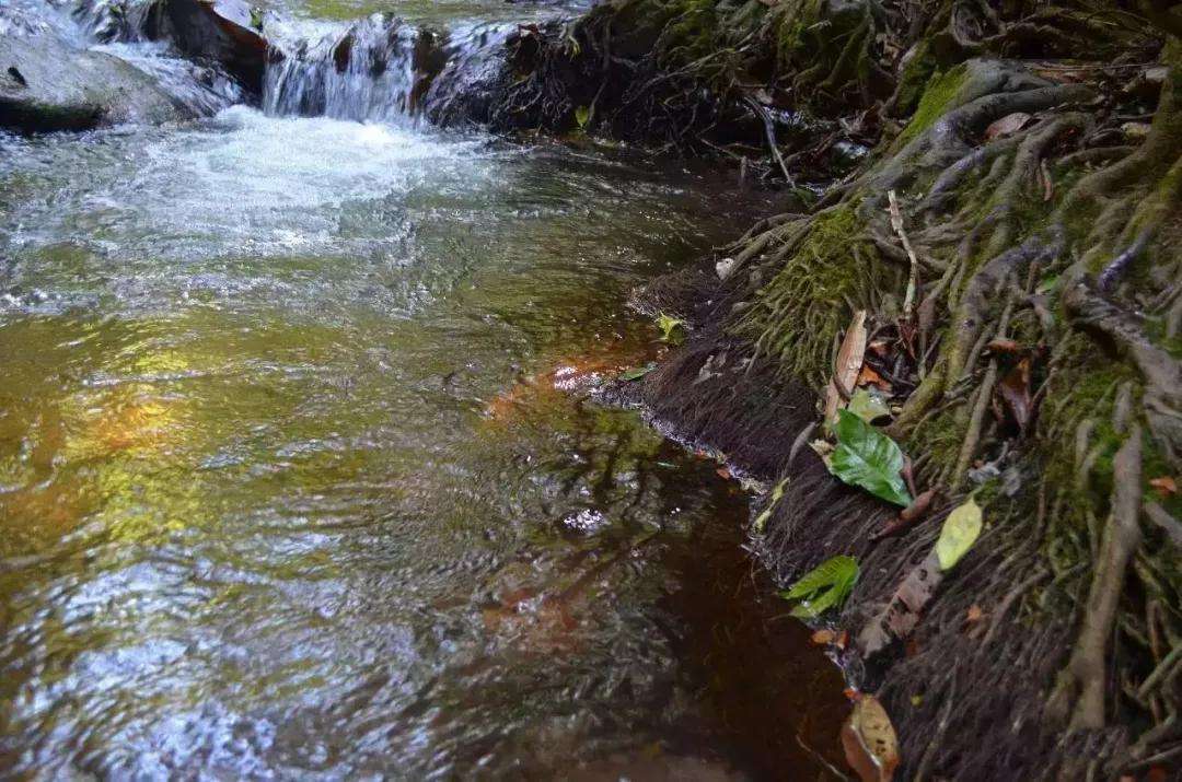 2022年銅箐河古樹春茶口感？