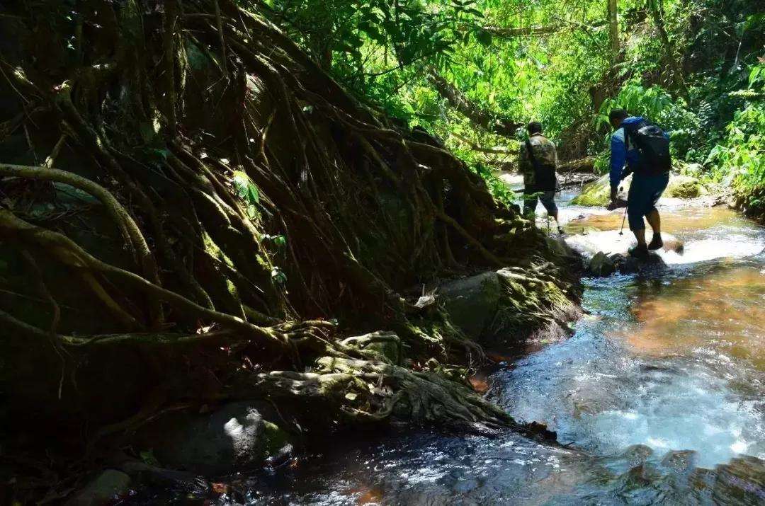 2022年銅箐河古樹春茶價格？