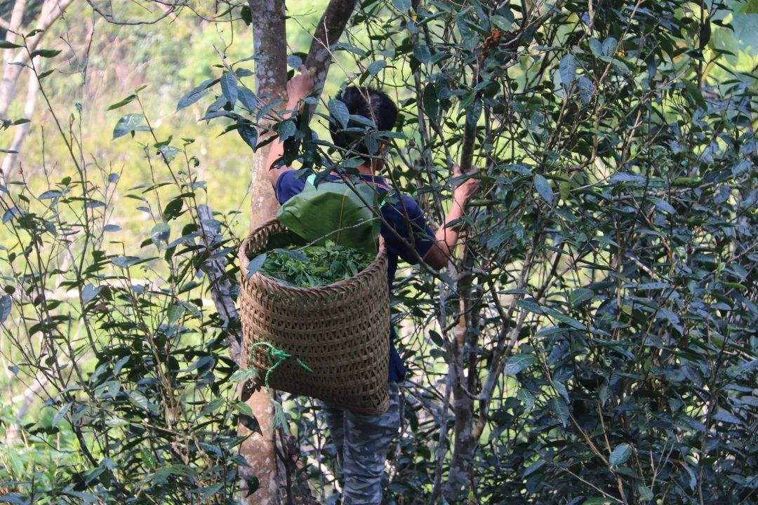 2022年百花潭古樹春茶特點(diǎn)？