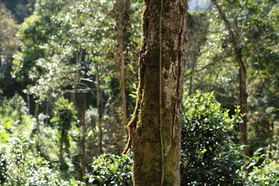 2022年百花潭古樹春茶口感？