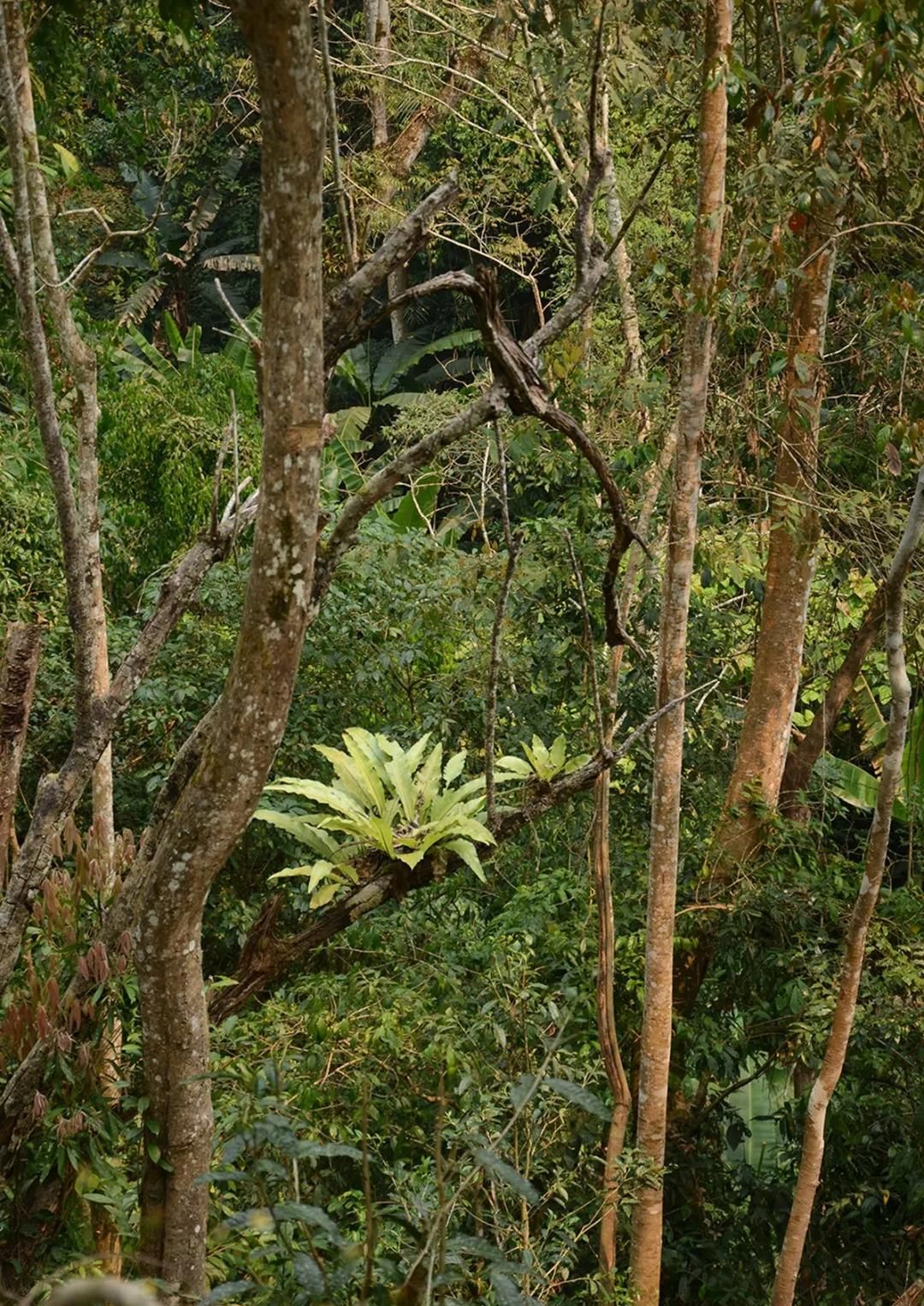 2022年百花潭古樹春茶多少錢一公斤？
