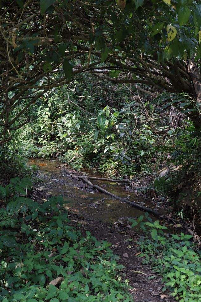 2022年蟒蛇箐古樹春茶特點(diǎn)？