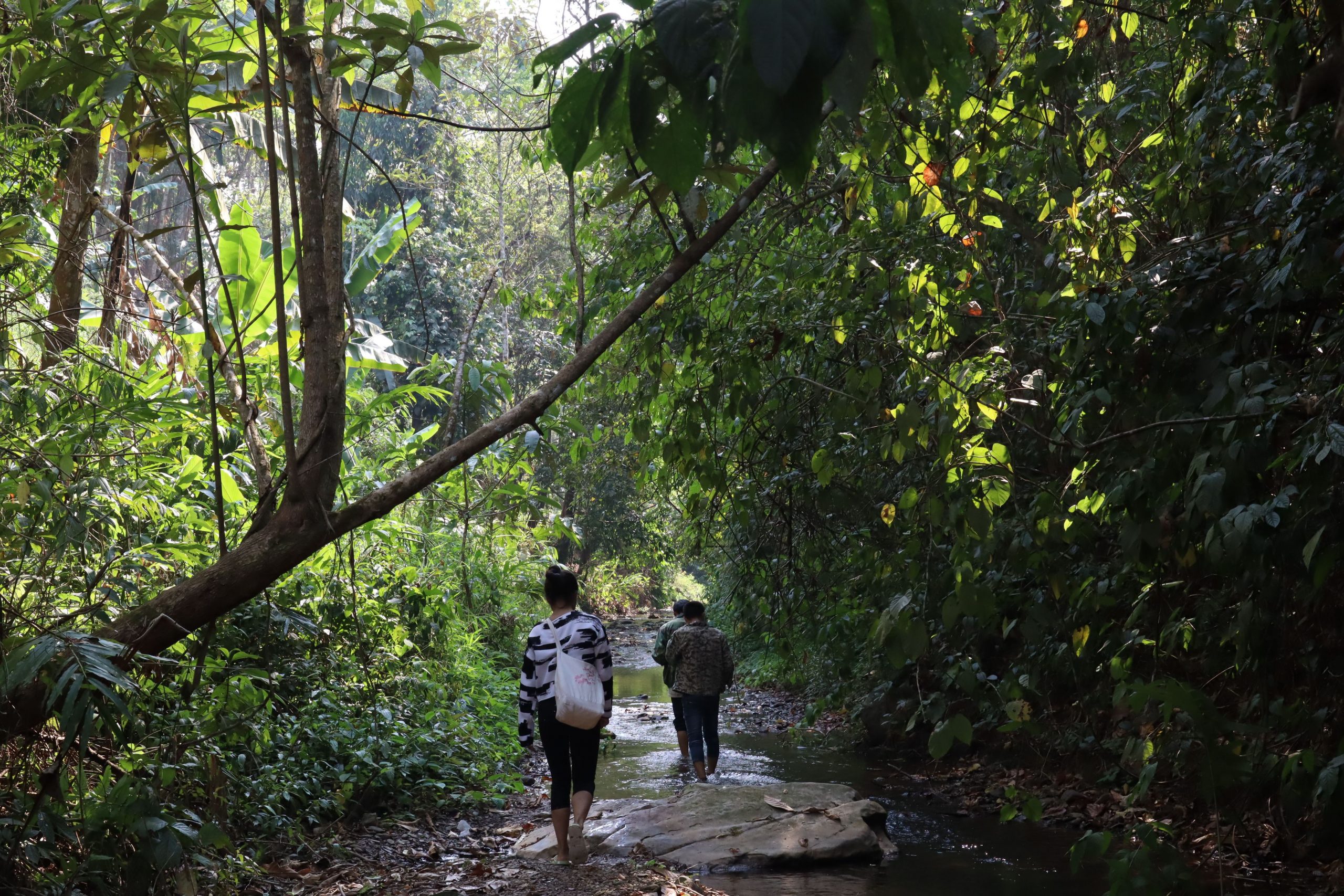 2022年蟒蛇箐古樹春茶口感？