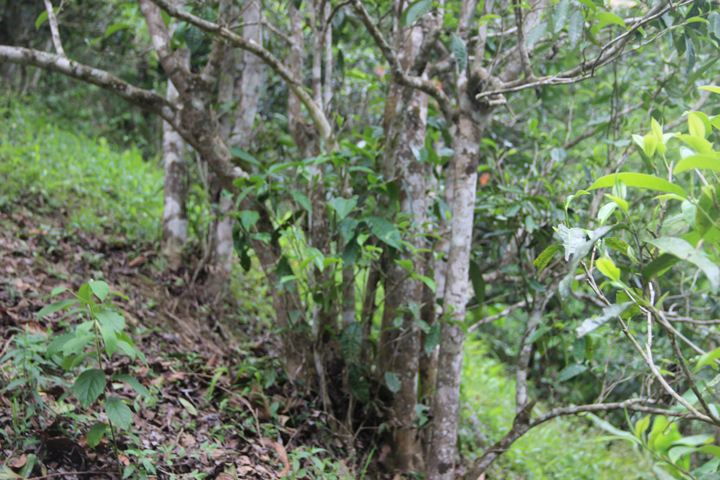 2022年銅箐河古樹春茶多少錢一公斤？