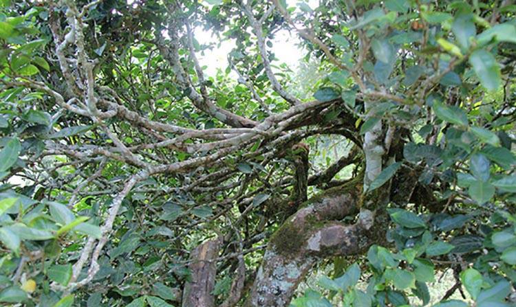 2022年倚邦曼拱古樹春茶特點(diǎn)？