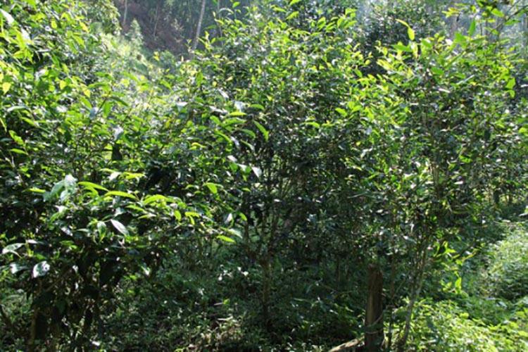 2022年倚邦曼拱古樹春茶價格？