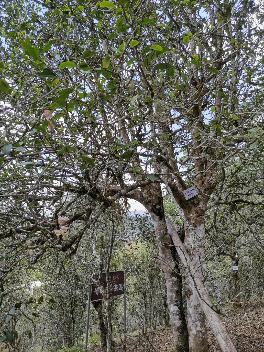 2022年大黑樹林古樹春茶特點(diǎn)？