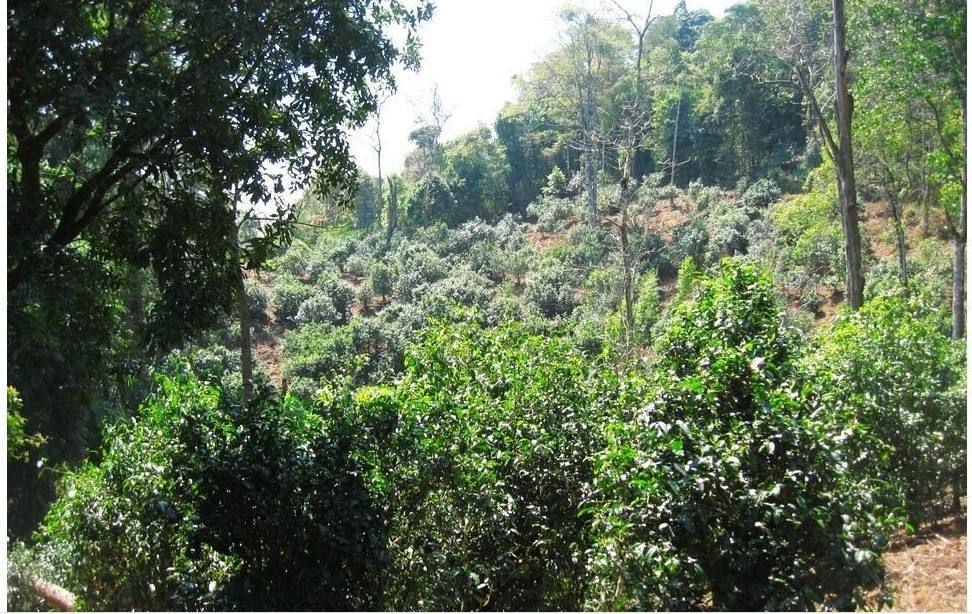 2022年大黑樹林古樹春茶口感？