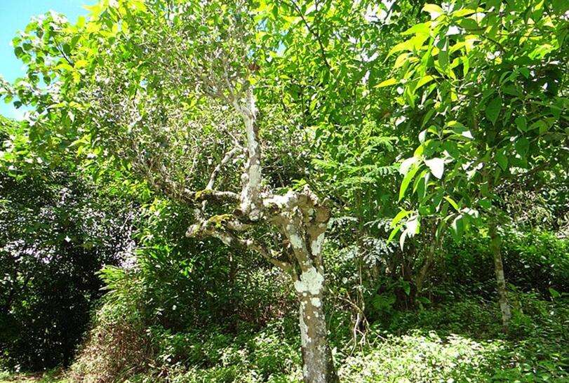 2022年大黑樹林古樹春茶價格？