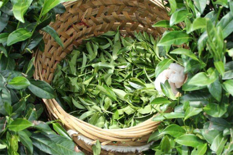 2022年曼松古樹春茶價格？