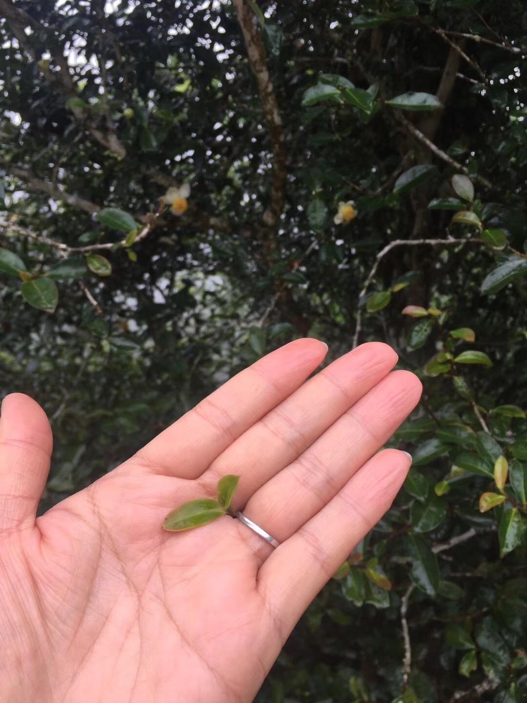 2022年倚邦貓耳朵古樹春茶價格？