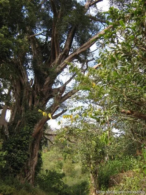 2022年蠻磚古樹春茶多少錢一公斤？