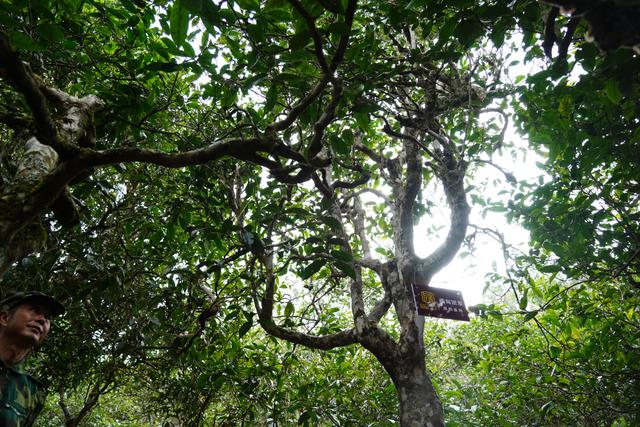 2022年桃子寨古樹春茶多少錢一公斤？