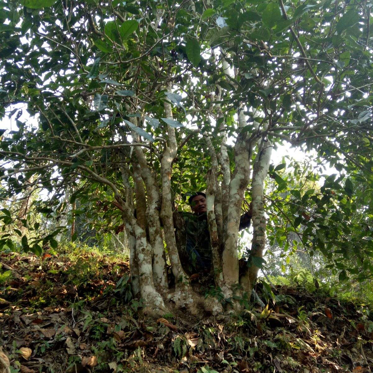 2022年蠻磚瓦龍古樹春茶特點(diǎn)？