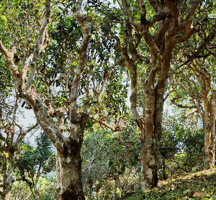 2022年蠻磚瓦龍古樹春茶價格？