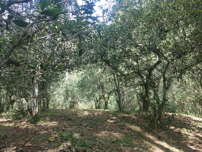 2022年革登古樹春茶多少一公斤？