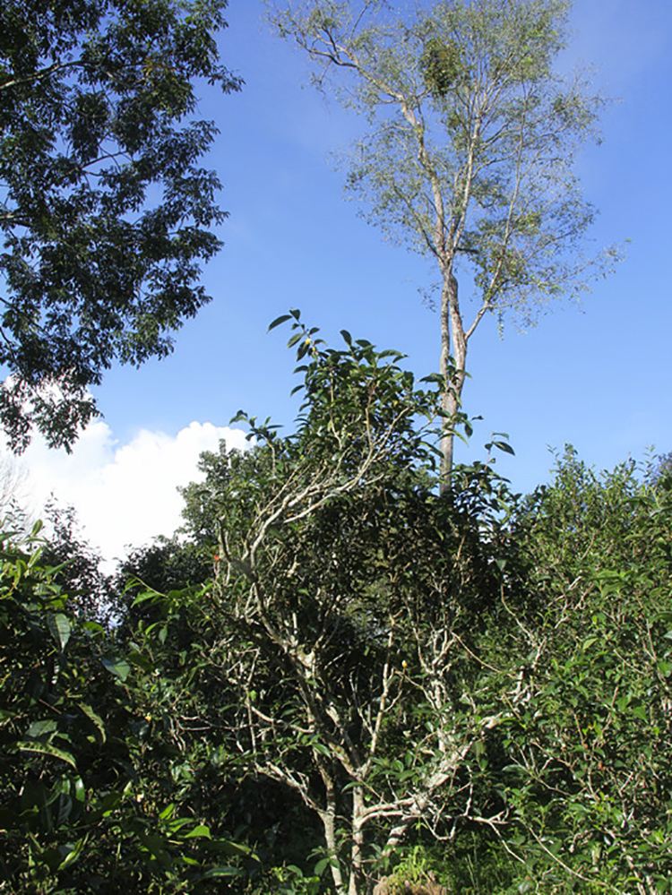 2022年莽枝古樹(shù)春茶口感？