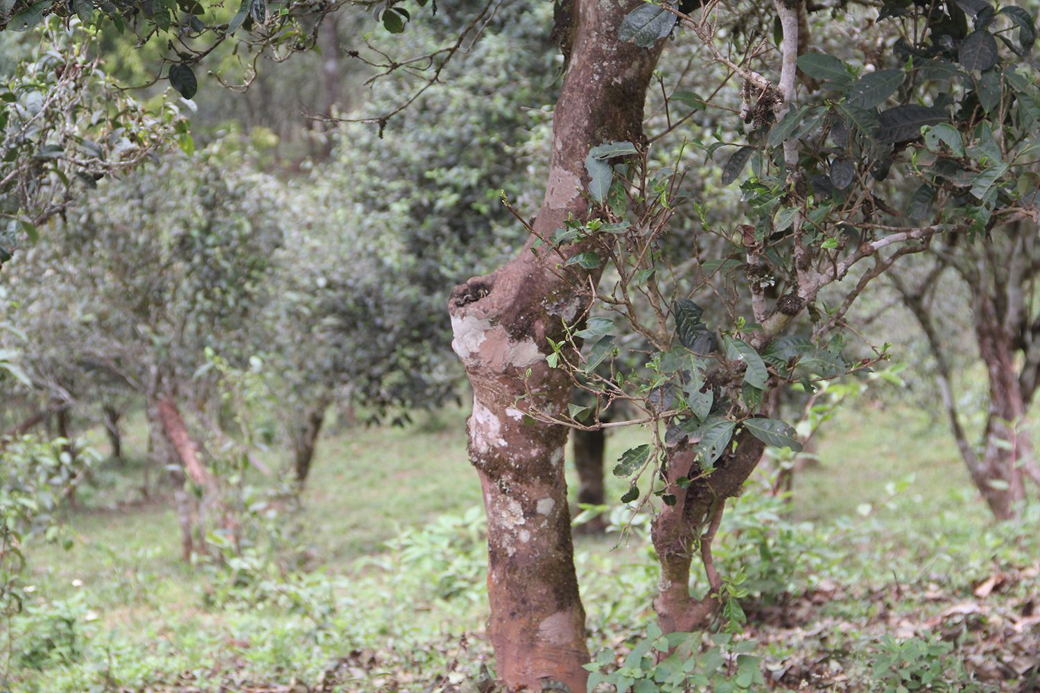 2022年莽枝古樹春茶價格？