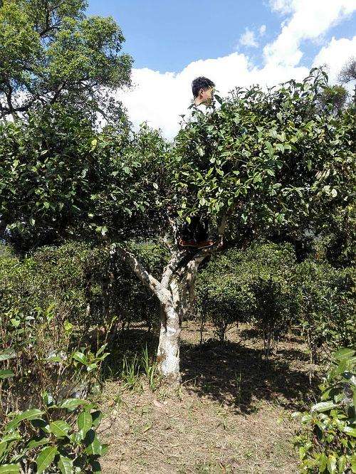 2022年攸樂古樹春茶多少錢一公斤？