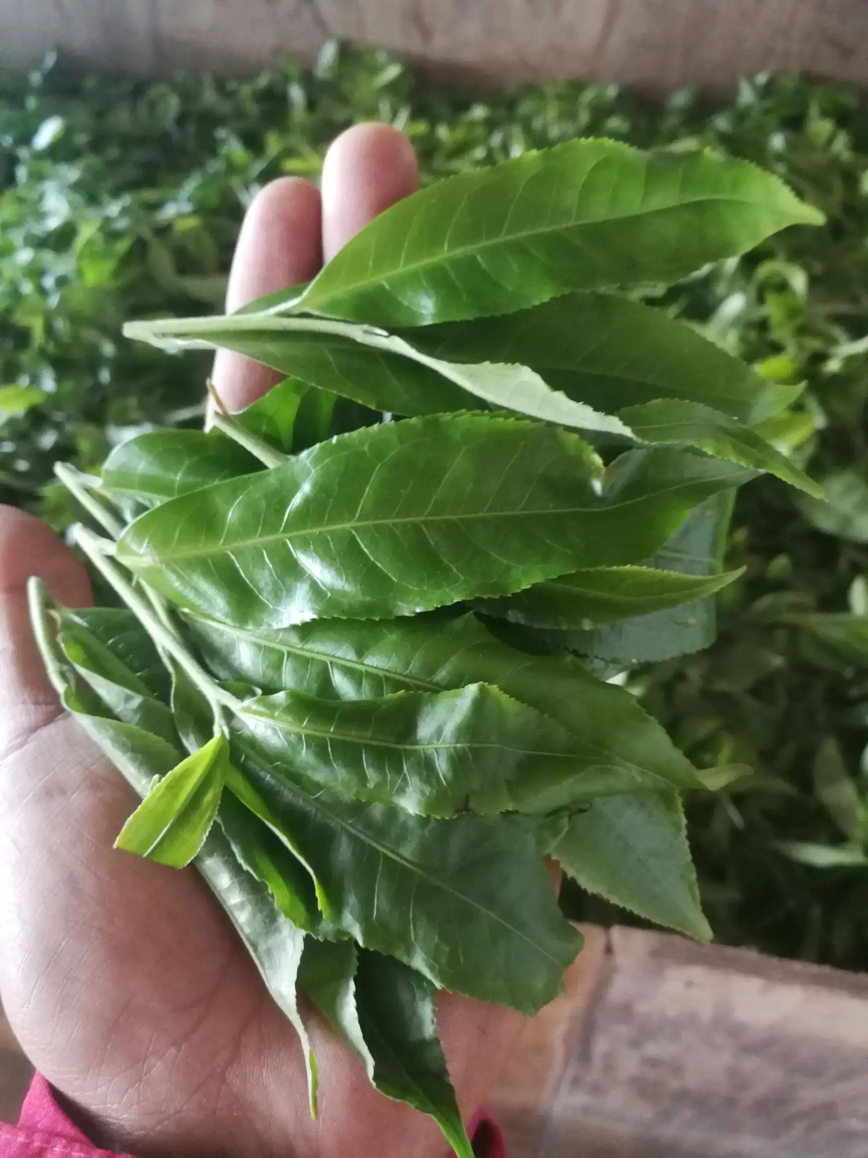 2022年易武曼秀古樹春茶價格？