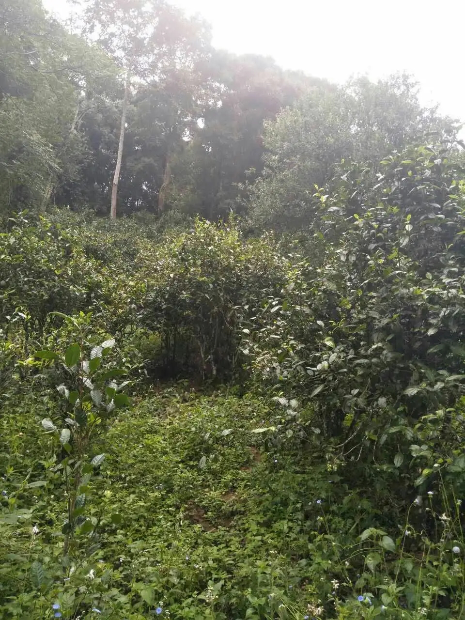 2022曼秀古樹春茶曾經(jīng)5公斤春茶現(xiàn)場競拍出107萬元