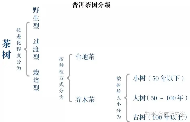2022年按順序排列普洱茶樹等級(jí) 怎么分？