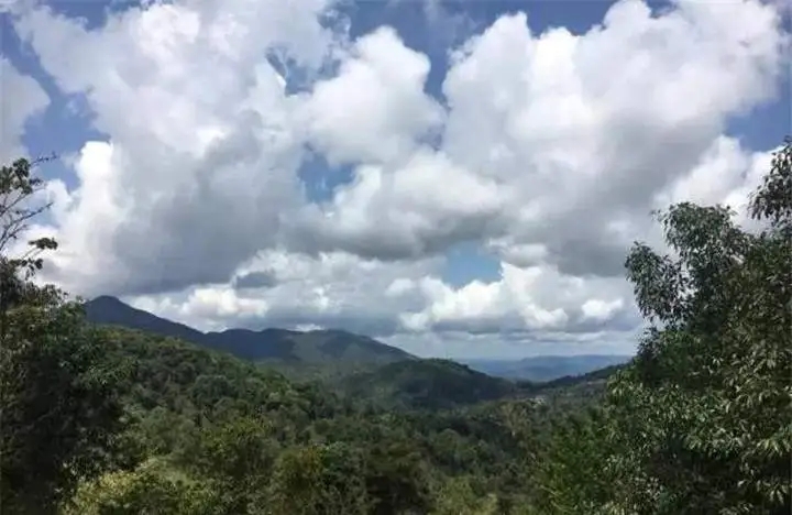 喝普洱茶的人為什么喜歡追山頭？無非就是這幾個原因