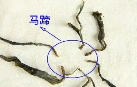 馬蹄竟然還能喝？普洱茶里的馬蹄你有了解過(guò)嗎？