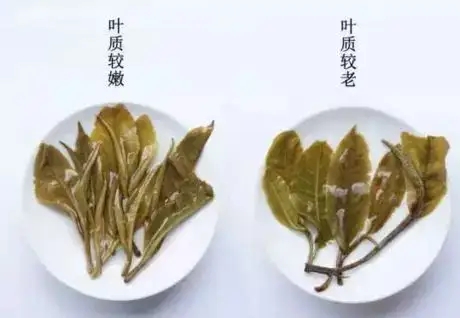 生普？熟普？如何挑選一款普洱茶？